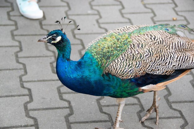 Photo a peacock with a butterfly on its head is walking on a sidewalk