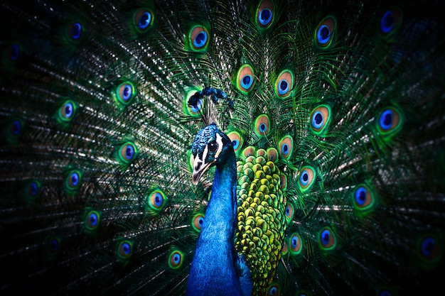 Peacock with Feathers Out