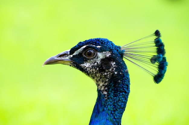 Peacock