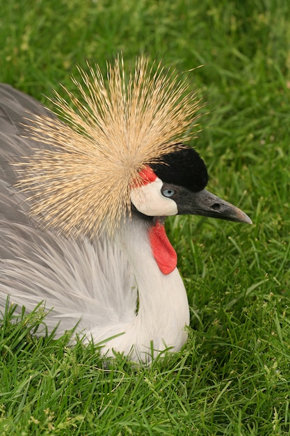 peacock