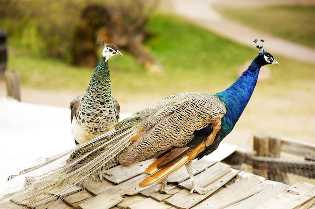 Photo peacocks peafowl