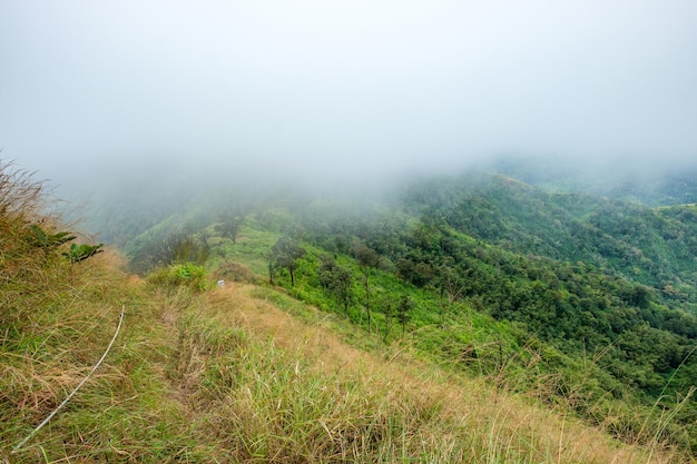 Peak green mountain in valley with foggy