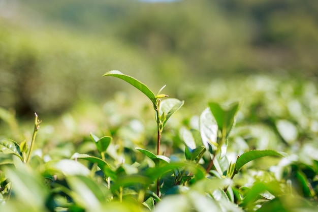 Peak green tea.