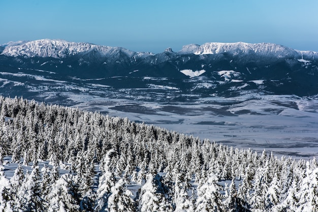 Peak of the mountain with snowy trees.