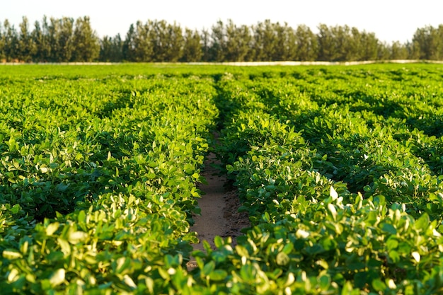 Peanut fields in August in Northeast China