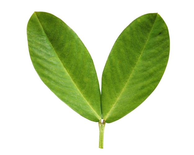 Peanut leaf on a white background