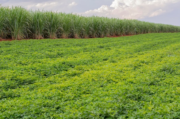 Peanut plantation surrounded by sugar cane plantation