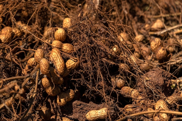 Peanut roots taken from the ground and dried in the sun