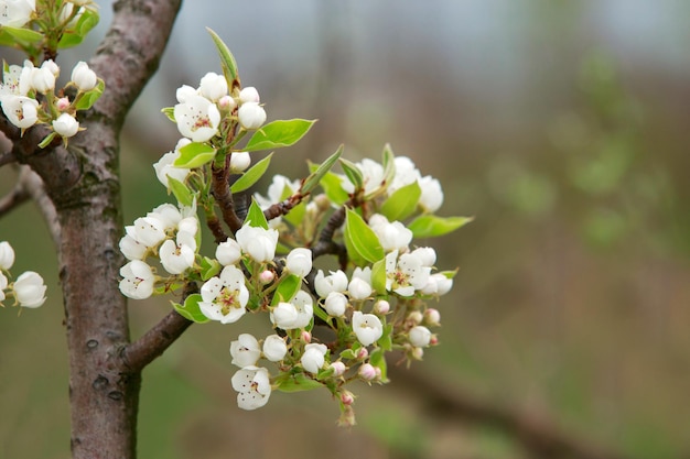 The pear blossom