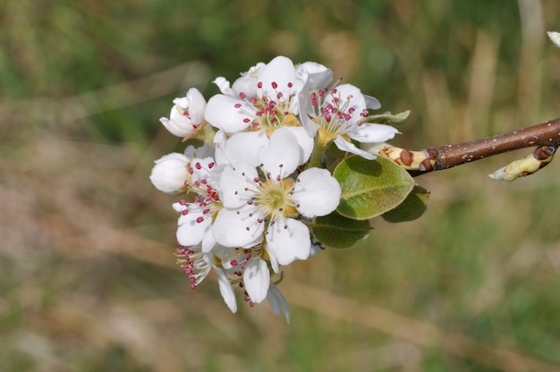 Pear blossoms in an orchard