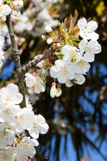 Pear cherry blossoms in tree