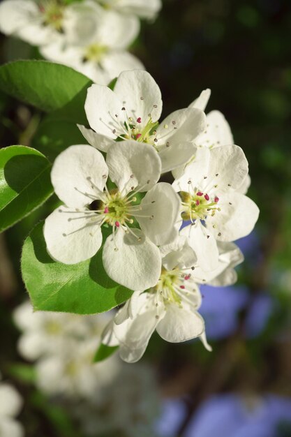 Pear flowers in a sunny spring morning