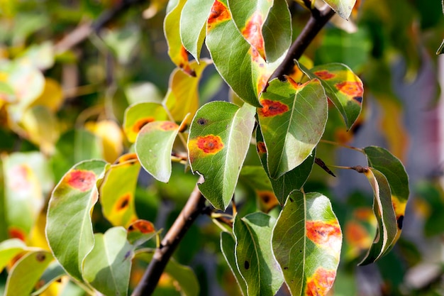 Pear foliage in autumn