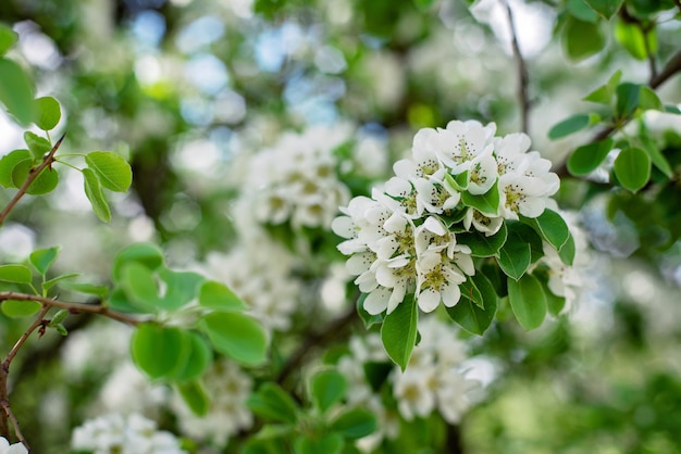 Pear fruit tree blossom in spring. Floral texture