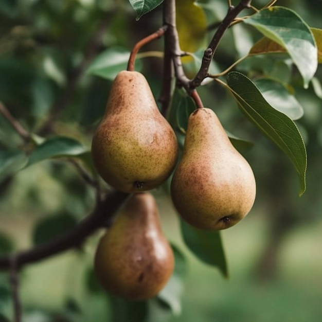 Pear garden tree ripe pears tree images Generative AI