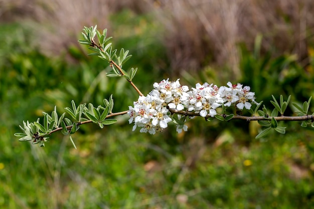 The pear Pyrus communis tree blooms in the mountains