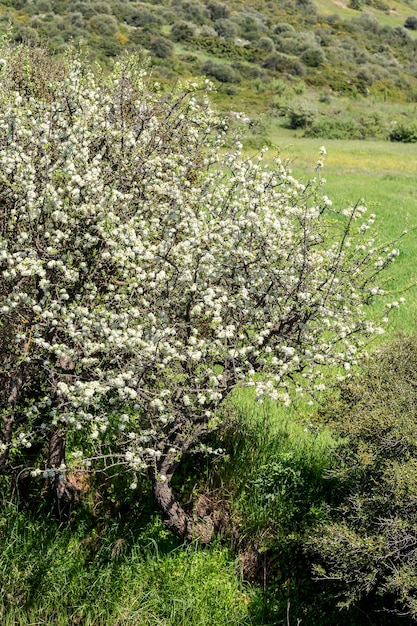 The pear Pyrus communis tree blooms in the mountains