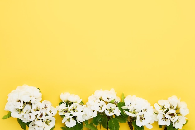 Pear tree blossom flowers on a bright yellow background spring concept copy space top view