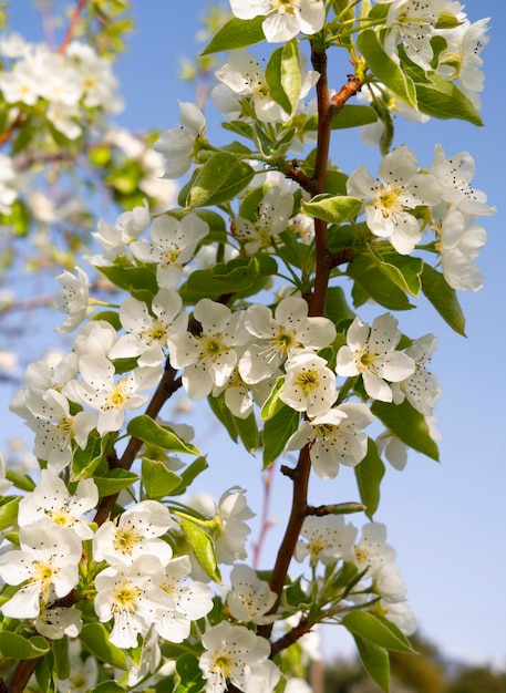 Pear tree flowers on a Sunny day in Greece