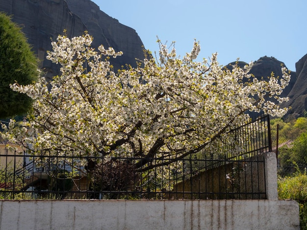 Pear tree flowers on a Sunny day in Greece