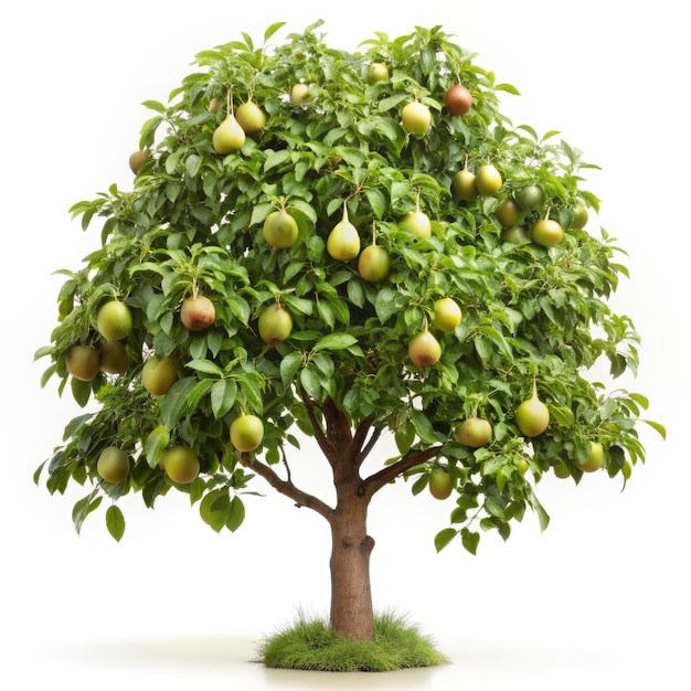 A Pear Tree Isolated Against A White Background Generative AI