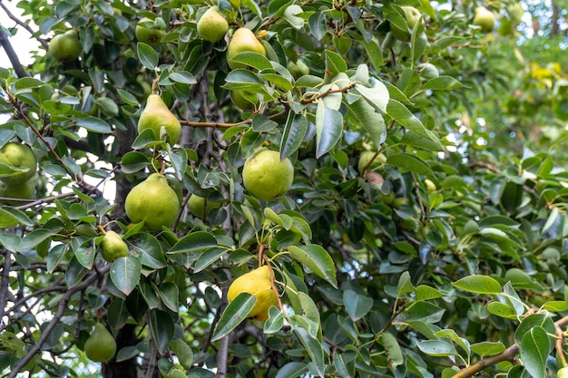 Pear tree. Ripe pears on a tree in a garden