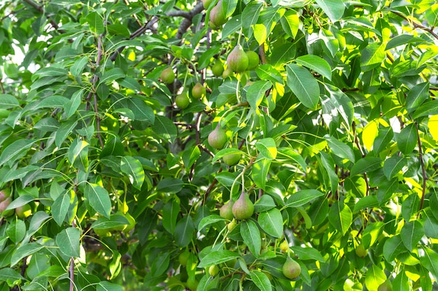 Pear tree with green immature young fruits on a summer day with a copy of space