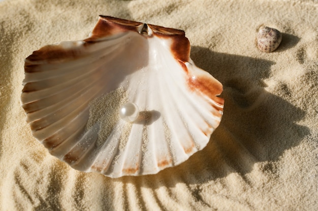 pearl in the seashell