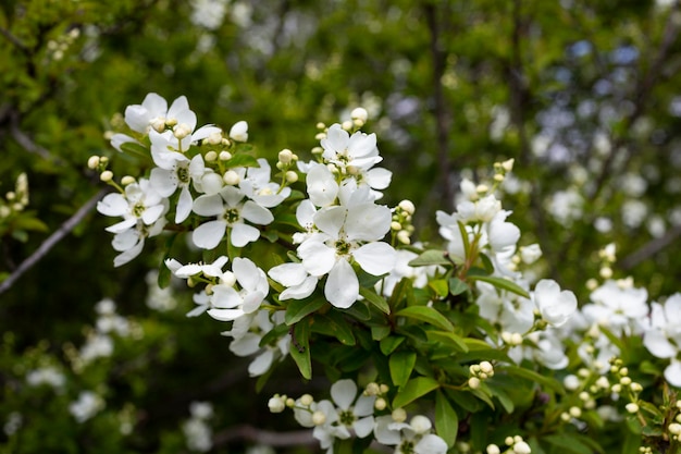 Pearlbush The Bride Exochorda x macrantha in park the socalled pearl white flowers on a green background