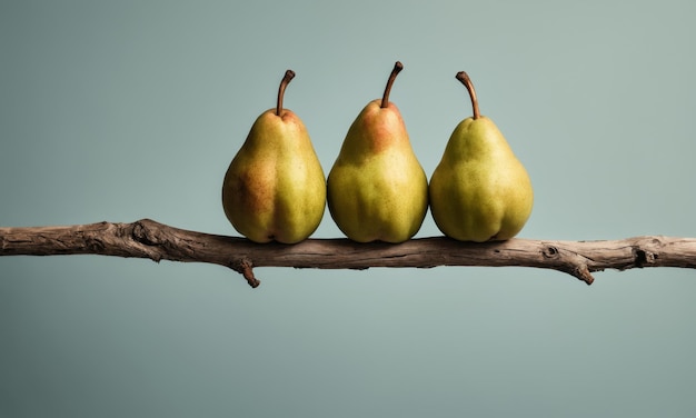 Photo pears balanced on a branch against a gray background