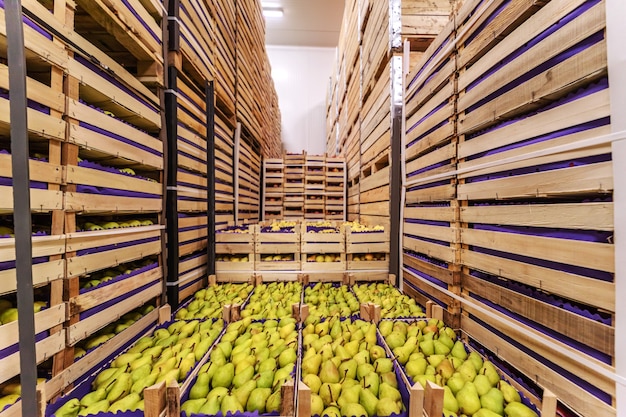 Pears in crates ready for shipping. Cold storage interior.