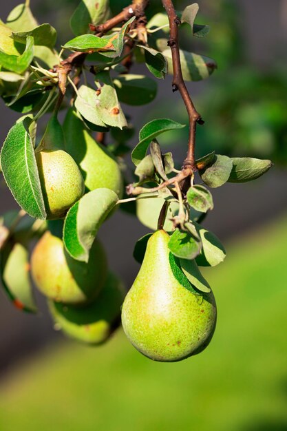 Photo pears hanging on a branch with green leaves that are on the tree