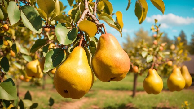 Photo pears hanging on a tree in a garden