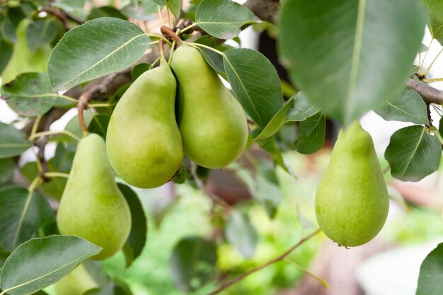 Pears among leaves Pear on a branch Green unripe fruits close up Fruit garden Selective focus