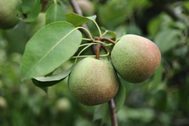 Pears ripen on the tree