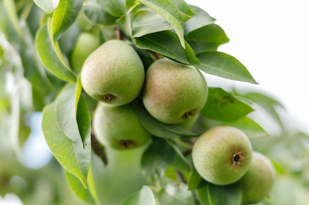 Pears ripen on the tree