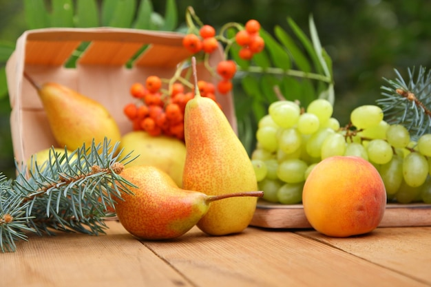 Pears rowan and grapes with leaves and fir branches on a blurred background Basket with fresh and juicy fruits and berries on a wooden table closeup