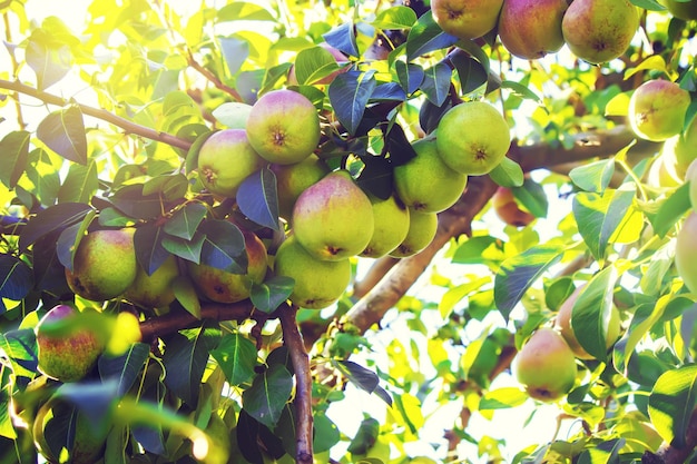 Pears on the tree Selective focus food and drink