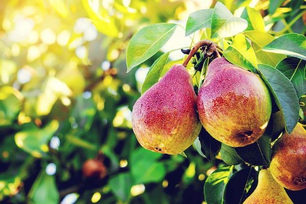 Pears on the tree Selective focus food and drink