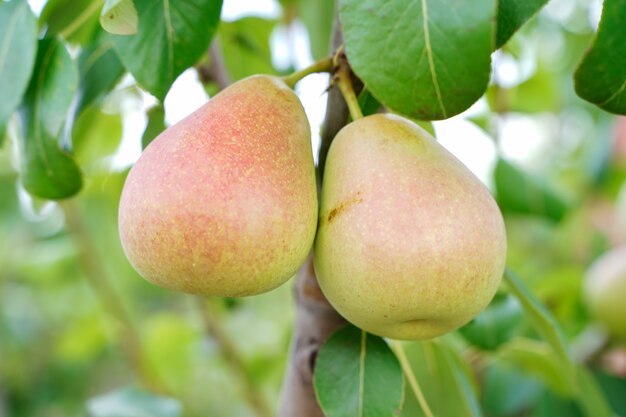 Pears in the tree.