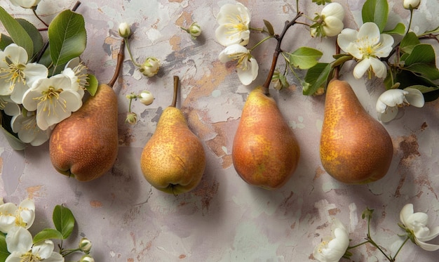 Photo pears with stems and blooming pear branches on a light lavender surface