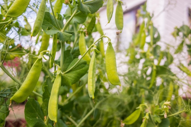 Peas crops planted in soil get ripe under sun Cultivated land close up with sprout Agriculture plant growing in bed row Green natural food crop