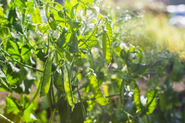 Peas crops planted in soil get ripe under sun Cultivated land close up with sprout Agriculture plant growing in bed row Green natural food crop