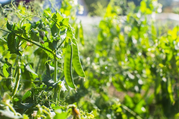 Peas crops planted in soil get ripe under sun Cultivated land close up with sprout Agriculture plant growing in bed row Green natural food crop