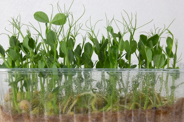 Peas of microgreens growing in a plastic container