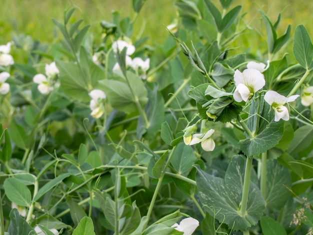 Peas with white flowers, close-up.