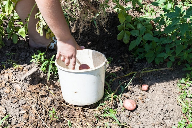 Peasant picks up potatoes in bucket