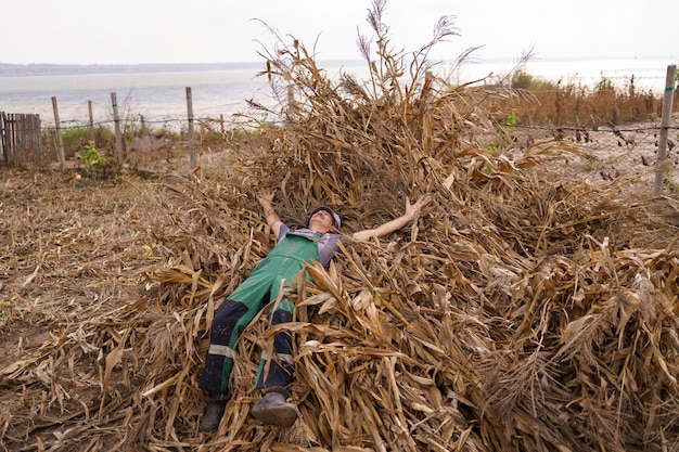 Peasant resting while lying on corn plants after harvesting Farmer in Cornfield With Freshly Harvested Corn Maize Grains