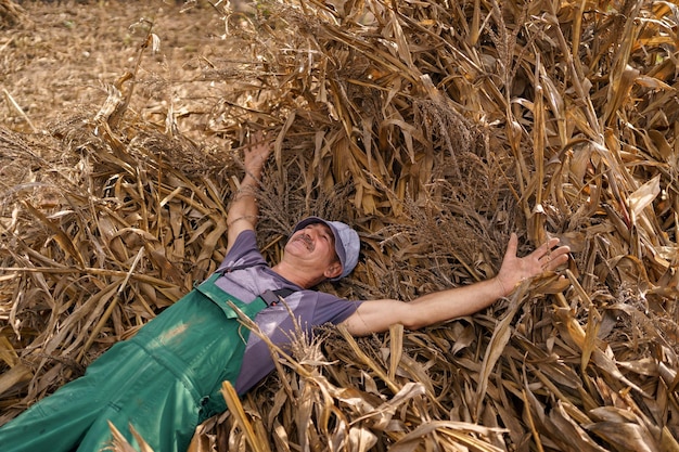 Peasant resting while lying on corn plants after harvesting Farmer in Cornfield With Freshly Harvested Corn Maize Grains