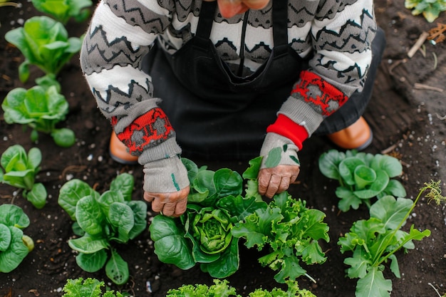 Photo peasant woman gardening high angle